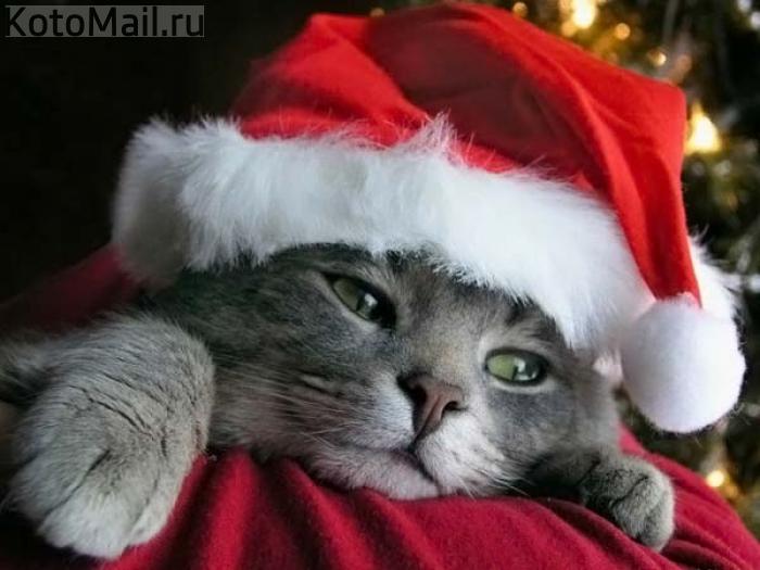 Коты и елка Коты и елка