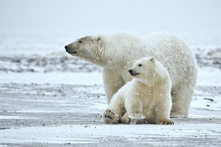 Материнская любовь и забота в животном мире! детеныши, животные, милота, фото