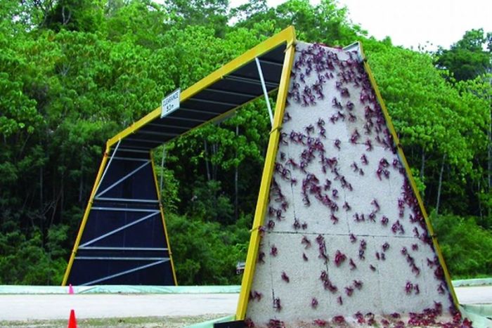 Crab Bridge In Christmas Island,  Australia