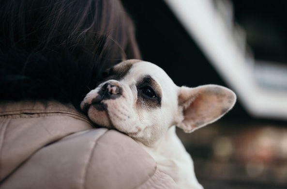 Собаки оказались способны чуять запах человеческого страха