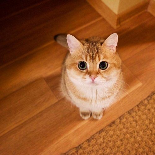 Котик Хосико, которого называют Котом в сапогах в реальной жизни Котик Хосико, которого называют Котом в сапогах в реальной жизни
