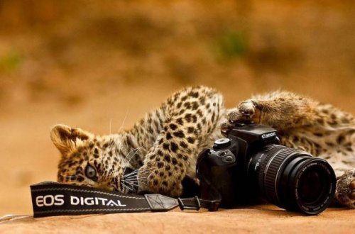 Фотографы дикой природы