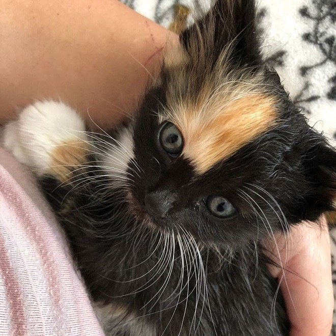 Котенок на руках Котенок лежит