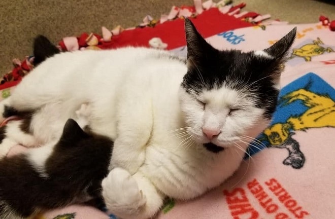Кошка кормит котят Котята кушают