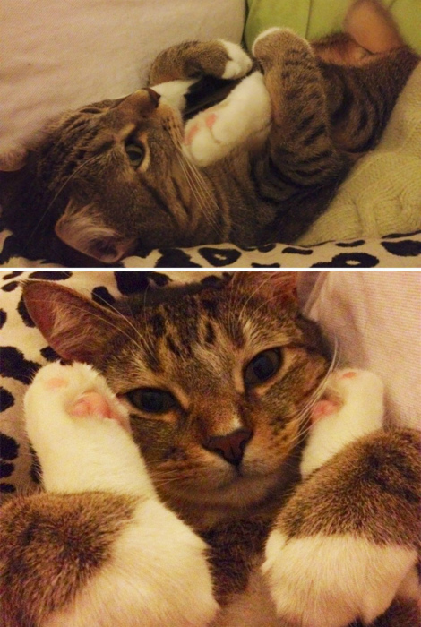 Кошачья йога. Кошачья йога.