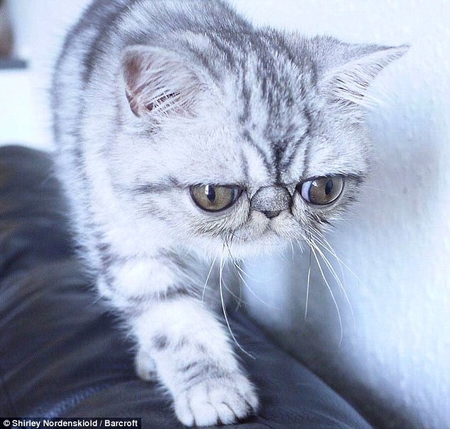 Удивленный кот по кличке Герман Удивленный кот по кличке Герман