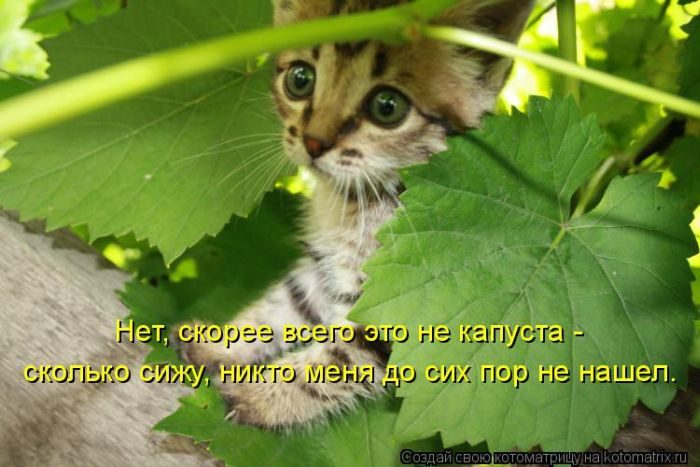 Лучшие котоматрицы недели