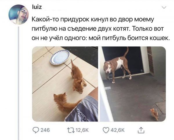 Соцсети жгут! Прикольные комментарии от народных юмористов Соцсети жгут! Прикольные комментарии от народных юмористов