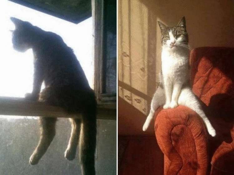Смешные кошки, которые разучились сидеть по-кошачьи Смешные кошки, которые разучились сидеть по-кошачьи