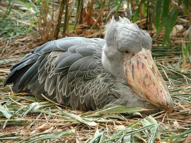 Китоглав или королевская цапля (лат. Balaeniceps rex) (англ. Shoebill, нем. Schuhschnabel)