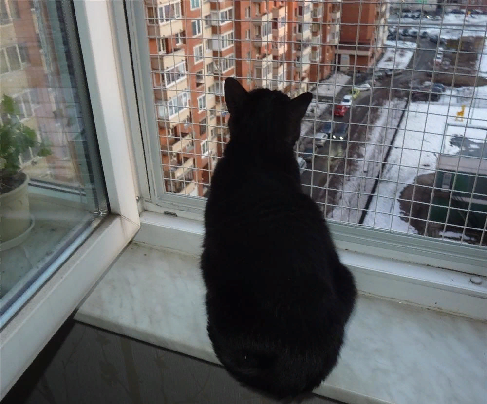А кот взял и вернулся