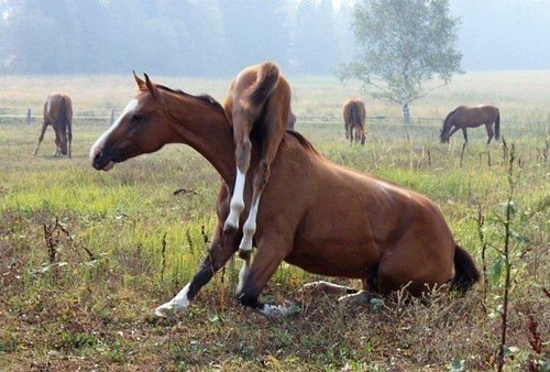 Stupid foal