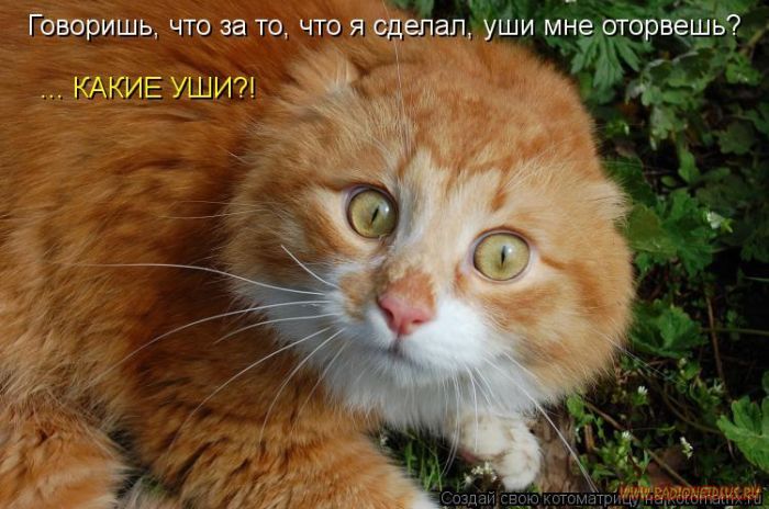 Котоматрицы великолепные, каждая с кусочком позитива и хорошего настроения!!! Котоматрицы великолепные, каждая с кусочком позитива и хорошего настроения!!!