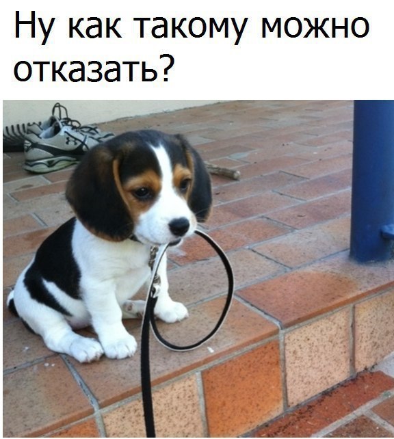 Злобные (сарказм) комментарии о последних событиях в мире Злобные (сарказм) комментарии о последних событиях в мире