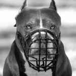 pitbull-maulkorb-draht_lrg