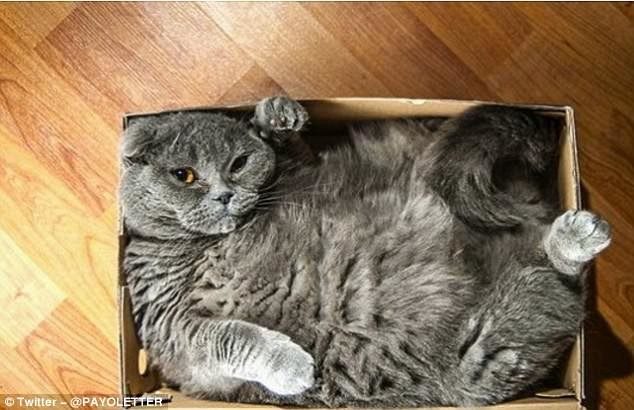 Кошки и коробки