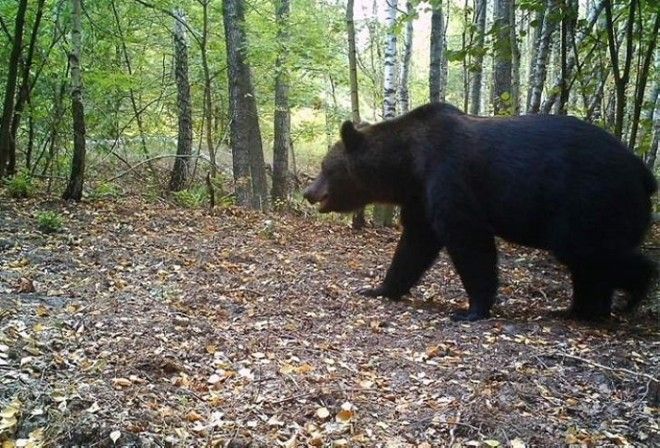 15 фото животных которые вновь обживают Чернобыль