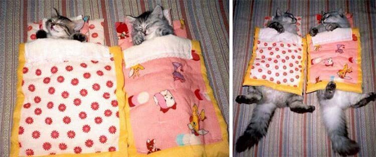Самая милая, верная и крепкая дружба: животные, которые выросли вместе! Самая милая, верная и крепкая дружба: животные, которые выросли вместе!
