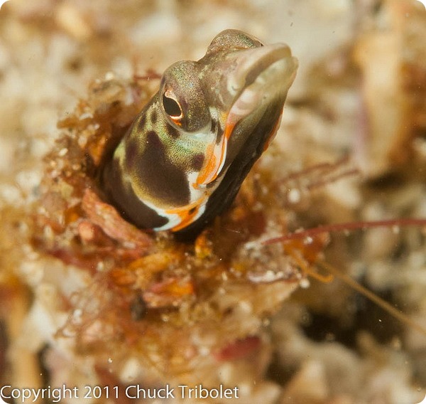 Оранжевогорлые щучьи морские собачки (лат. Chaenopsis alepidota)