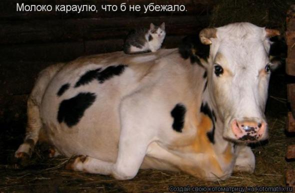 �����������(�������� � ���������)