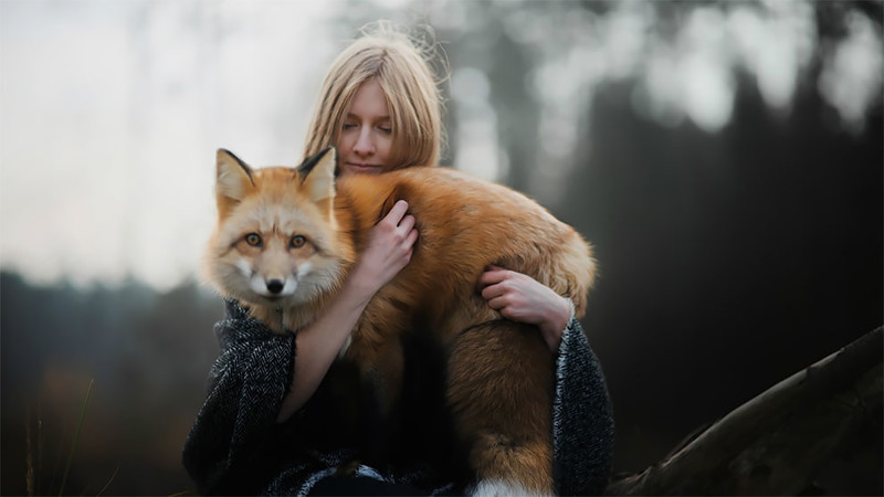 Как лисица подружилась с фотографом Как лисица подружилась с фотографом животные, лиса, фото, фотограф