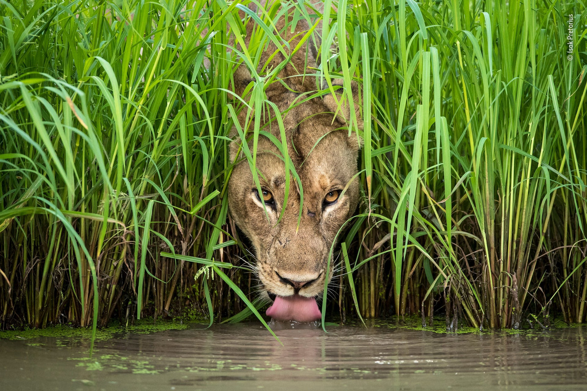 Потрясающие работы конкурса Wildlife Photographer 2019 и 2018