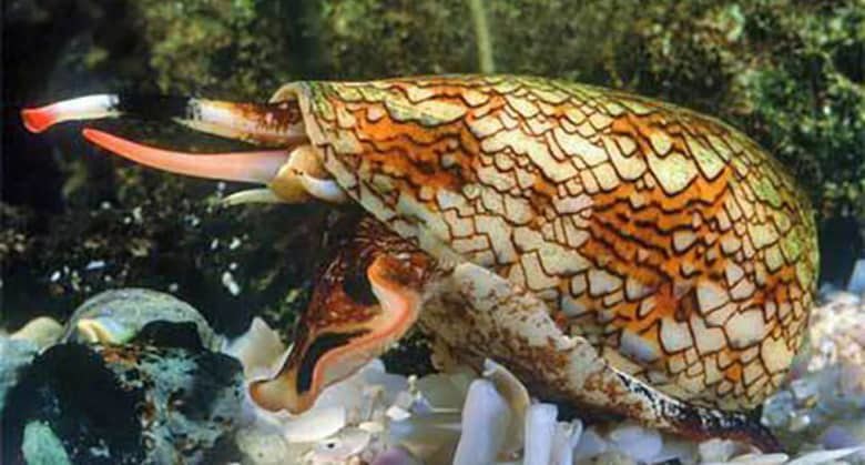 2. Конусы 2. Конусы животные, мир, опасность