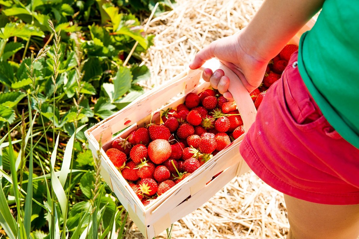 Клубника в корзинке