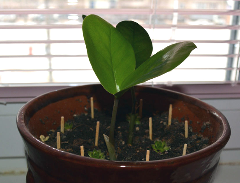 Толковый цветовод знает, для чего втыкать спички в горшки с растениями Толковый цветовод знает, для чего втыкать спички в горшки с растениями