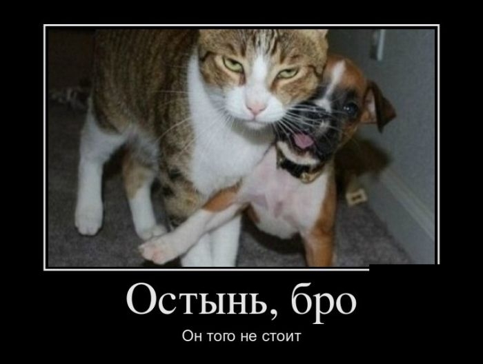 Демотиваторы Демотиваторы