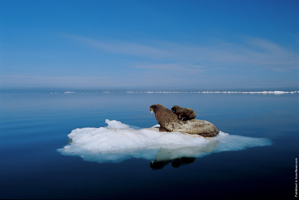 Polar Tales By Paul Nicklen. Part I