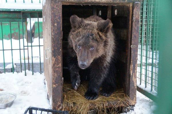 В «Велесе» отмечают годовщину появления в центре медведя Умки