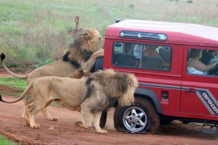 Only in Africa! Part 2 (43 pics)