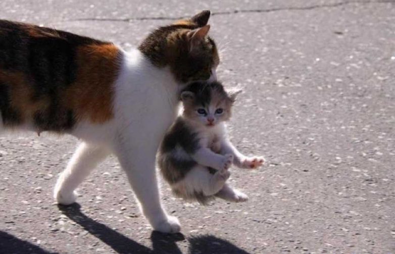 Кошки-мамочки Кошки-мамочки