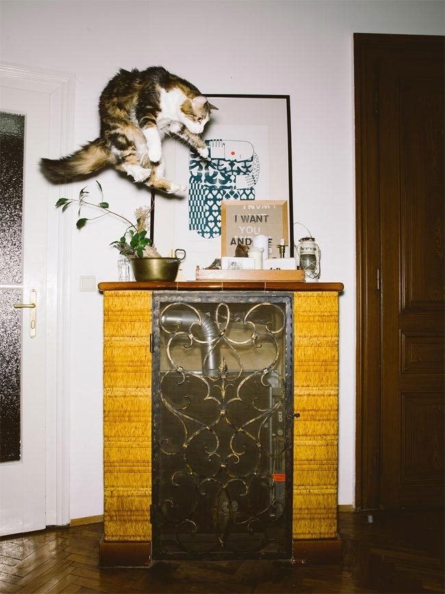 Летающие коты