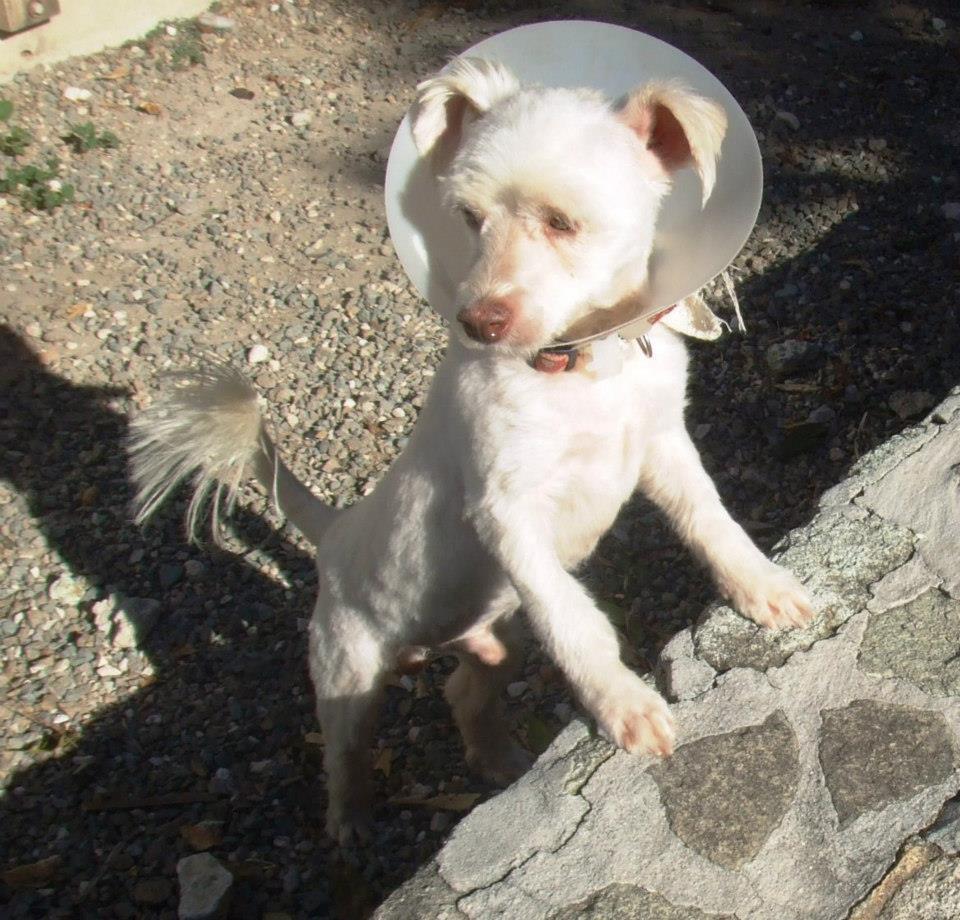 shelterdogs14 Бездомные собаки до и после приюта