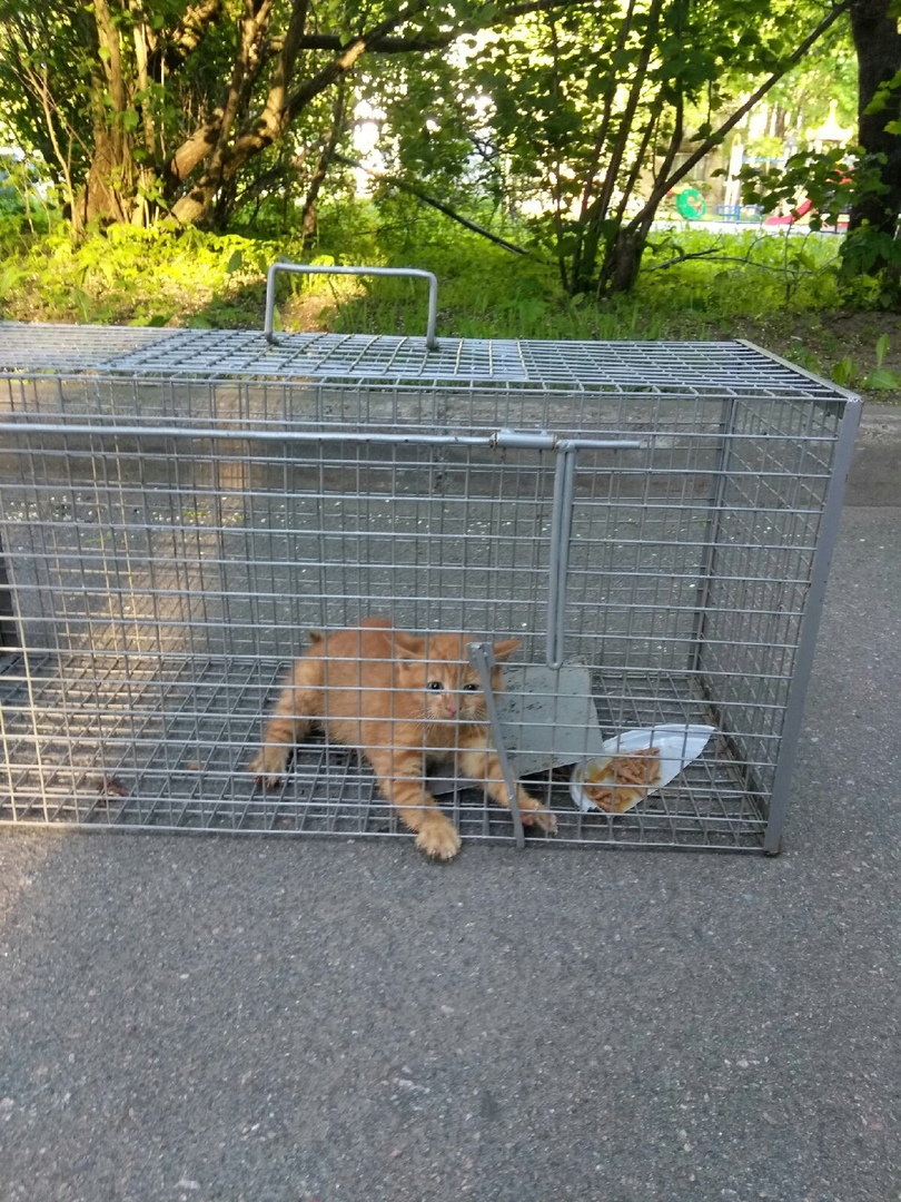 Подарите ангелочкам шанс на дом, на счастливую жизнь!!!