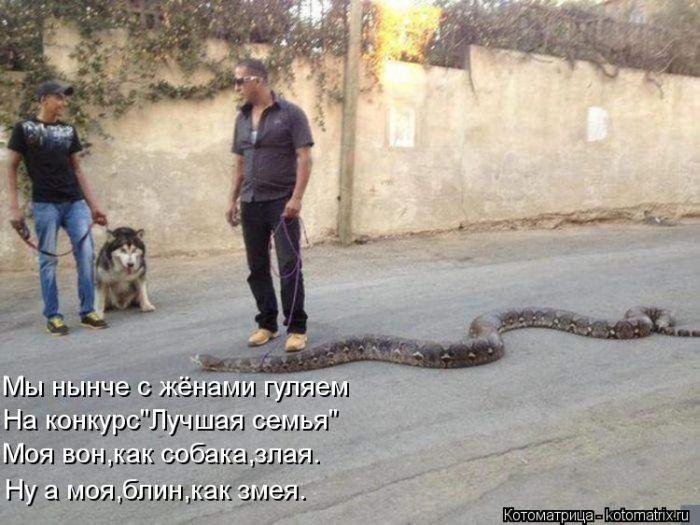 Без кота жизнь не та (50 фото ) Без кота жизнь не та (50 фото )