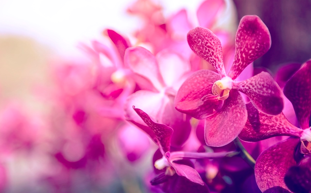 Секреты ухода за орхидеями от цветовода Нелли Мурашкиной