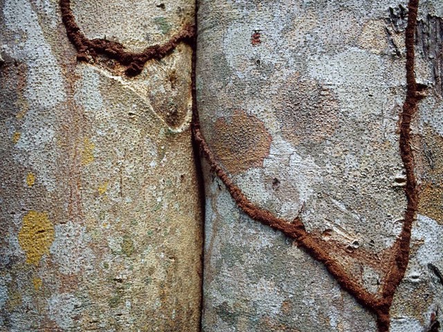 termite tunnels trunks 1531 990x742 Узоры в природе : деревья