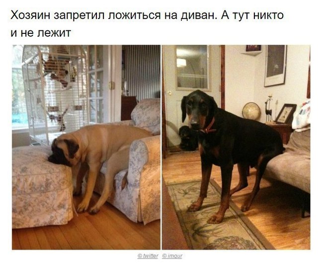 Собаки, которые поняли эту жизнь Собака, хитрые твари, длиннопост