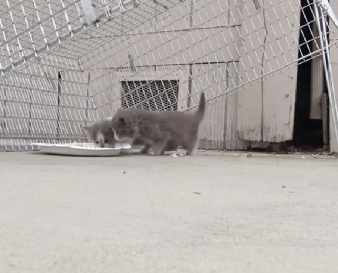 Котята кушают Котята и еда