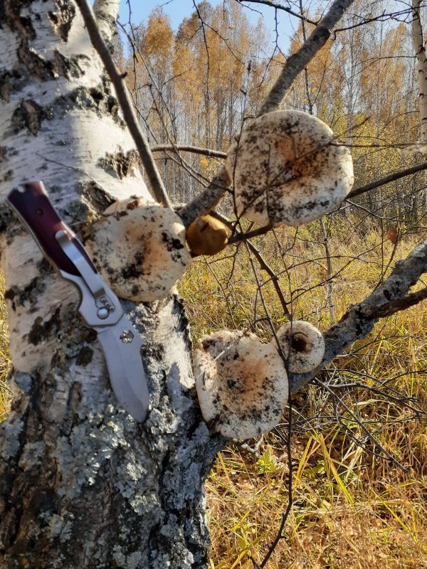 "Бабье Лето"...... , или золотой октябрь