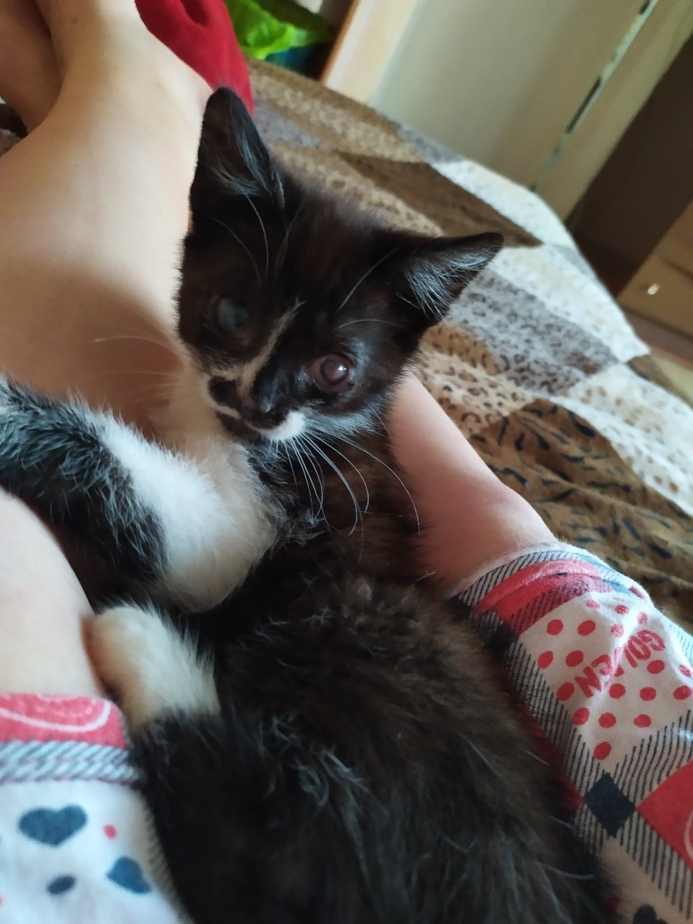 лечение котенка котенок на руках