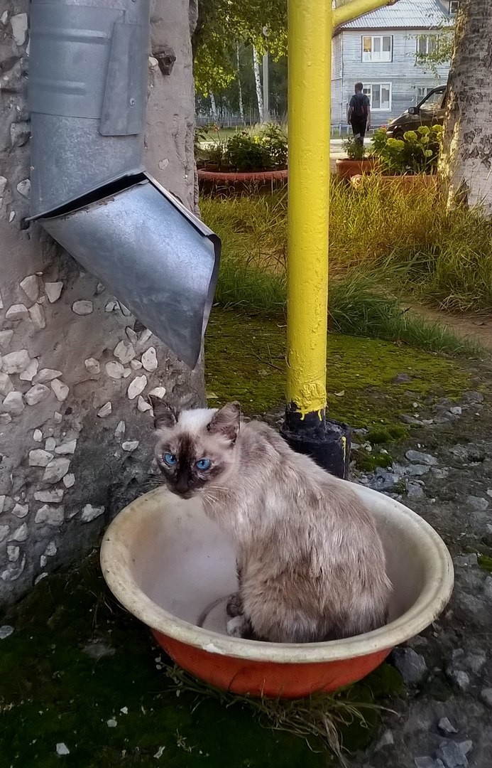 Очень колоритные уличные коты Очень колоритные уличные коты коты, окраины, улица, эстетика