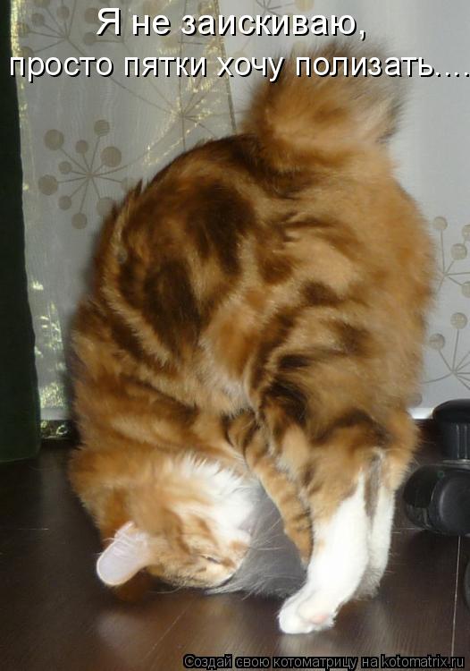 БЕЗ КОТА И ЖИЗНЬ НЕ ТА-5