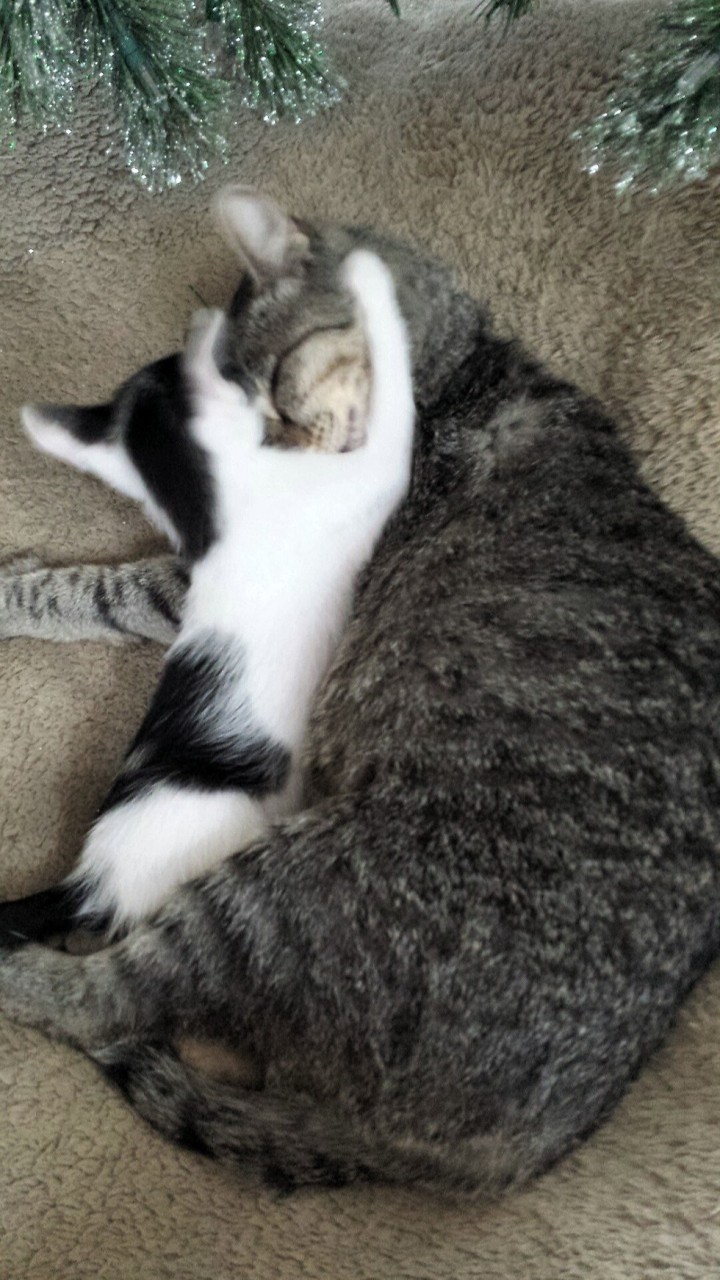 Кошка вышла на улицу поиграть и вернулась домой с котенком Кошка вышла на улицу поиграть и вернулась домой с котенком
