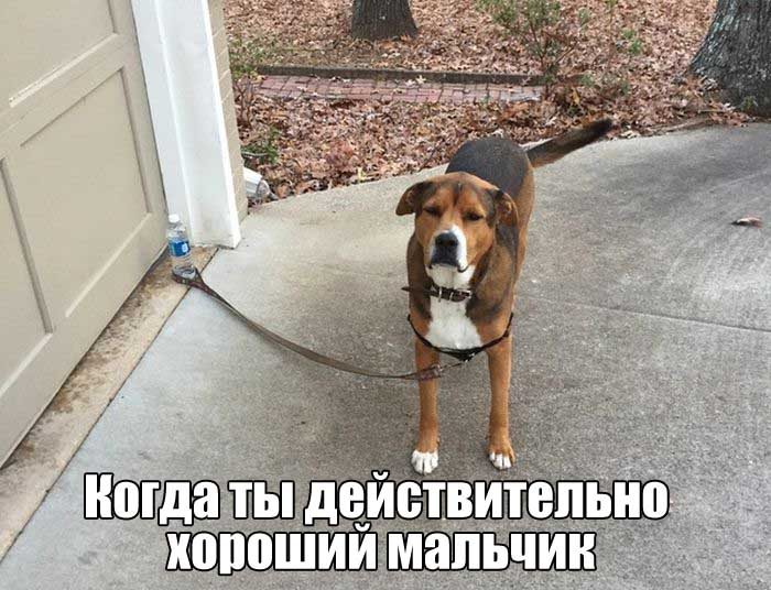 Убойные заряды юмора на всю праздничную неделю Убойные заряды юмора на всю праздничную неделю