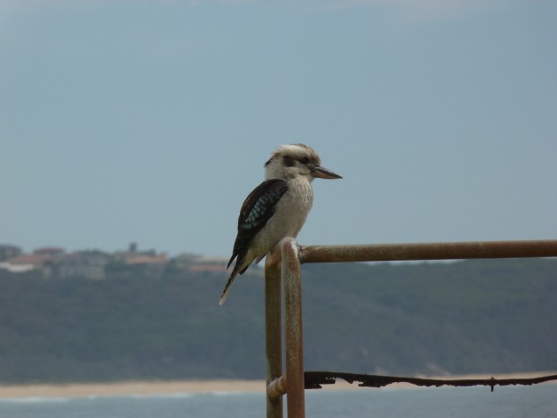 Смеющаяся кукабарра или зимородок-великан (лат. Dacelo novaeguineae/Dacelo gigas) (англ. Laughing Kookaburra)