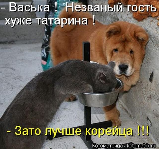 Без кота жизнь не та (50 фото ) Без кота жизнь не та (50 фото )